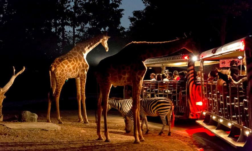 night safari sg time